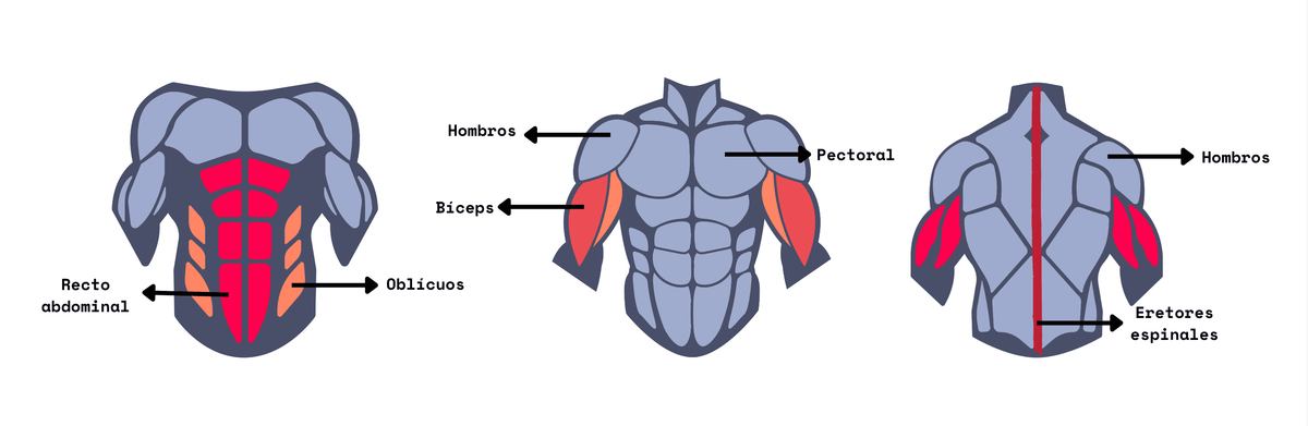 Rueda abdominal + colchoneta